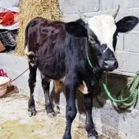 ورزا کوله چالوسی