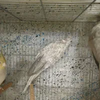 عروس هلندی|پرنده|مشهد, فرهنگیان (شهرک غرب)|دیوار