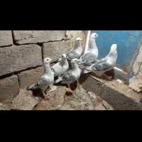 سلام سه جفت شامی نروماده