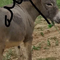 الاغ ماده