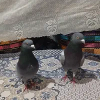 یک جفت تهرانی سبزتهرانی
