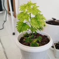 گل حسن یوسف طبیعی