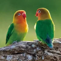 یک عدد طوطی برزیلی فیشر سبز گم شده