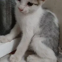 بچه گربه ۳ماهه