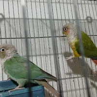 کوتوله مارال مولد و گرینچیک مولد