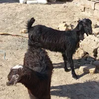 بره نروماده دوتا بز ماده کهره|حیوانات مزرعه|زاهدان, |دیوار