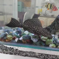 ماهی‌لجن‌خوار۲۰‌سانتی‌