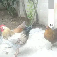 چند عدد مرغ وخروس سالم وسلامت