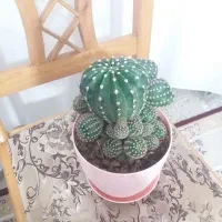 گل طبیعی|گل و گیاه طبیعی|بروجرد, |دیوار