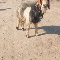 نرمیش|حیوانات مزرعه|لالی, |دیوار