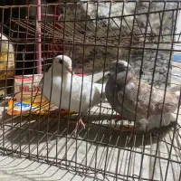 کبوتر|پرنده|شبانکاره, |دیوار