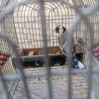 سهره دهن دار