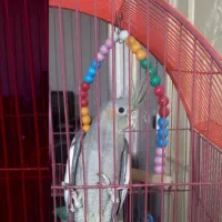 عروس هلندی سرحال