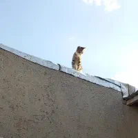 به یابنده این گربه درانزاب ۵۰۰ هزارتومان مژدگانی|گربه|مراغه, |دیوار