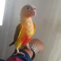 گرینچیک عروس هلندی ملنگو کتوله|پرنده|بیرجند, |دیوار