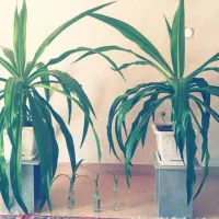 گل برگ موزی بزرگ