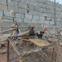 جوجه خروس|حیوانات مزرعه|باغ ملک, |دیوار