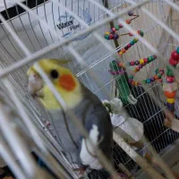 عروس هلندی گم شده