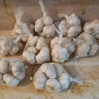 پخش سیر همدان|عمدهفروشی|تهران, کوی بیمه|دیوار