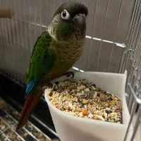 پرنده گرین چیک|پرنده|تهران, جوانمردان (اندیشه)|دیوار