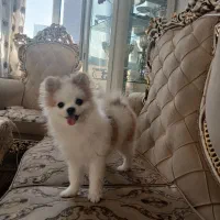 پامر نر‌خرسی سایز تیکاپ