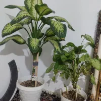 گل طبیعی آپارتمانی|گل و گیاه طبیعی|گلبهار, شهر جدید گلبهار|دیوار