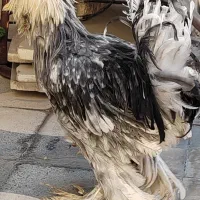 خروس سلطان|حیوانات مزرعه|شیراز, پودنک|دیوار