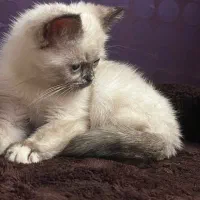 گربه ی سیامی|گربه|کرمانشاه, |دیوار