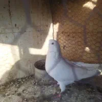 تعدادی گفت.  پدر قناری