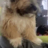 شیتزو خرسی|سگ|پاکدشت, پاکدشت (مامازند)|دیوار