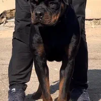 سگ نژاد روتوایلر اصیل|سگ|اهواز, کوی پیروزی|دیوار