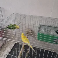 یک جفت مرغ عشق
