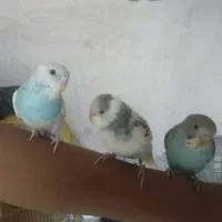 مرغ عشق