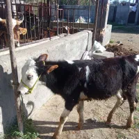 گوساله سمینتال نر