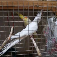 عروس هلندی مولد|پرنده|زاهدان, |دیوار