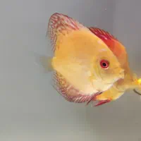 فروش پنج عدد ماهی دیسکس|ماهی|مبارکه, |دیوار