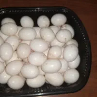 تخم کفتر تازه مخصوص بچه