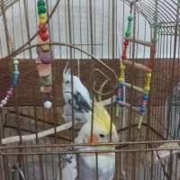 عروس هلندی هر دونر هستن سالم|پرنده|لالجین, |دیوار