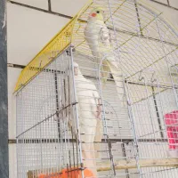 جفت عروس هلندی