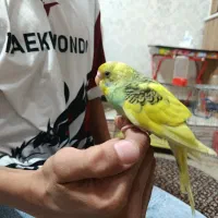 5عدد مرغ عشق دستی