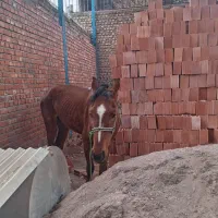 اسب نر|اسب و تجهیزات اسبسواری|کرمان, |دیوار