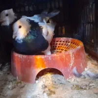 کبوتر|پرنده|مشهد, انقلاب|دیوار