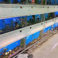 ماهی گوپی کوپی آکواریوم سوپر مولد