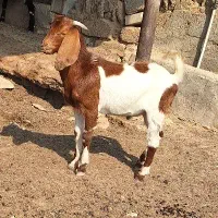 ۱ راس بز نر چاق وچله