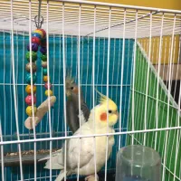 عروس هلندی|پرنده|شیروان (خراسان), |دیوار