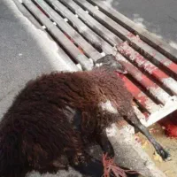 (قصاب) ذبح گوسفند در شهرضا