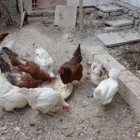 مرغ رسمی تخمگذار