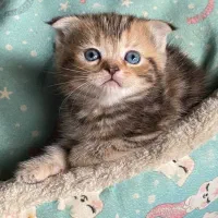 بریتیش و اسکاتیش های رویایی