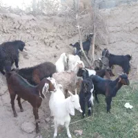 بزغاله ماده|حیوانات مزرعه|رضویه, |دیوار