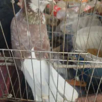 کبوتر ابلاغ ویک سیاه